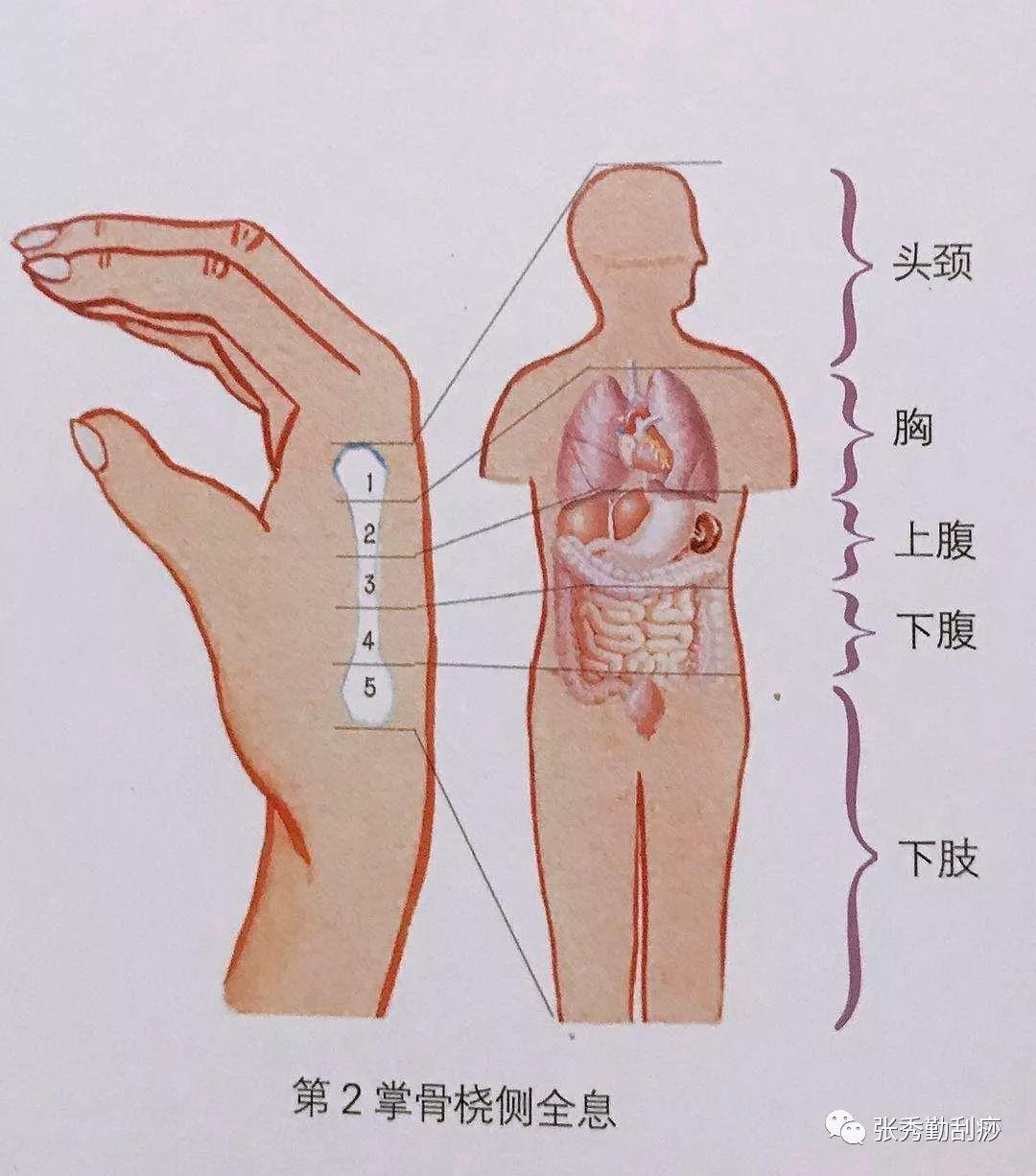 颈肩不适的诊断与全息刮痧方法