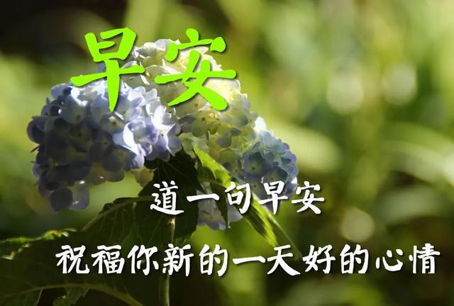 夏季早上好图片大全祝福语,最新版早上好问候语,早上好