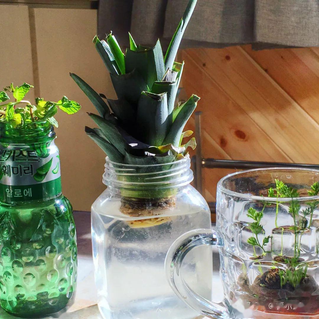 菠萝怎么种盆栽图 1c283c8455ca4d3da29d7585eca193f1.jpeg