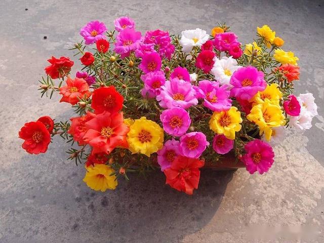 什么花不用晒太阳 78d43ba1c7e041709ae341d5748827ce.jpeg