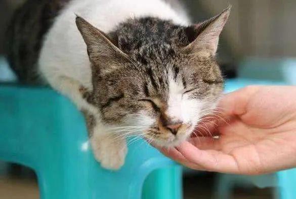 猫猫喜欢被摸尾巴吗 d913a55a77cb4da0bc2153cfae3ab413.jpeg