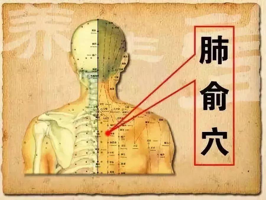 秋季吃什么中药养生最好 谭清风先生分享 秋季中医健康养生