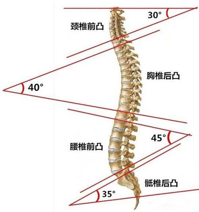 腰椎前凸;胸椎后凸;颈椎前凸;我们的脊柱不是笔直的,而有一定的弧度