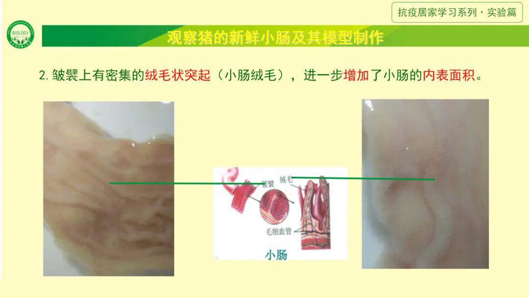 当家人买回猪小肠,大家不妨先观察,再进行烹饪.小肠是消化