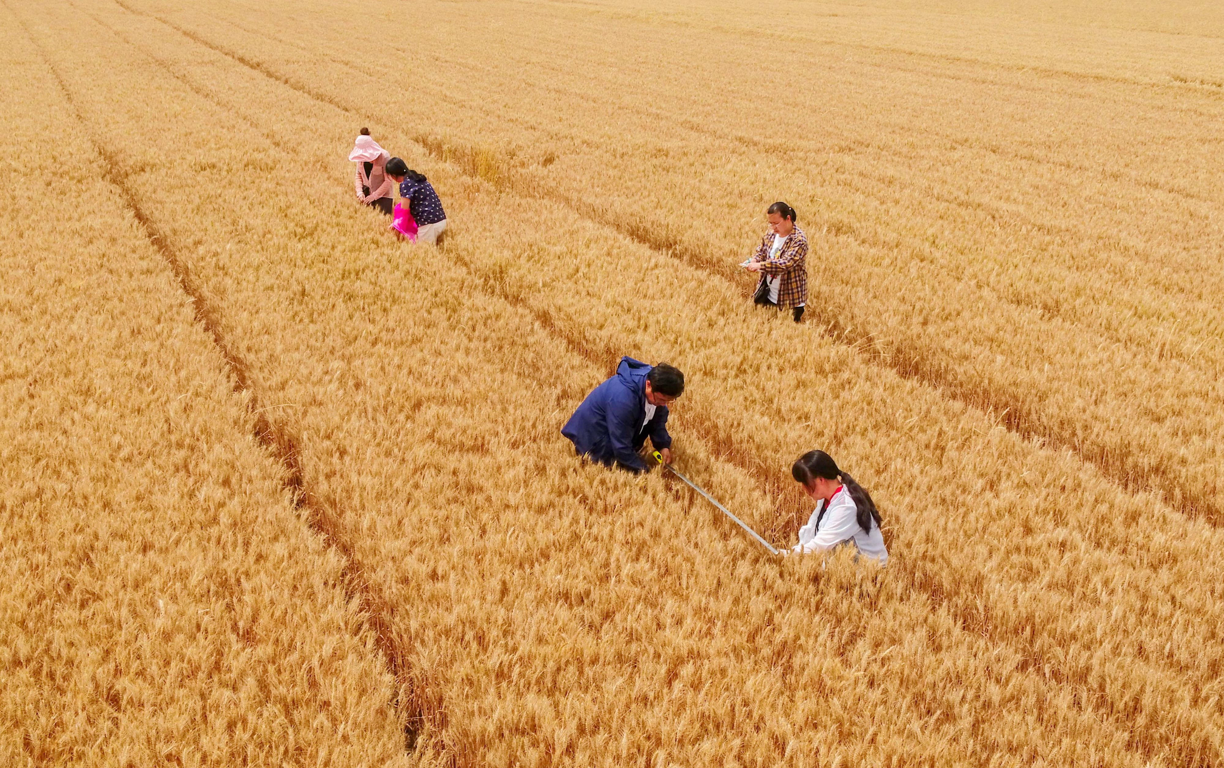 河北临漳:小麦测产迎丰收