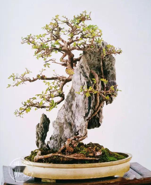 患难与共二十载!图解大师经典附石盆景的制作过程