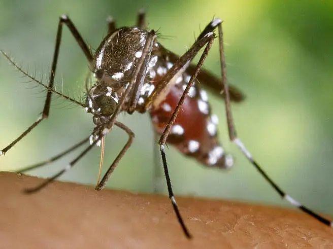伊蚊—最凶猛的蚊子03在非洲,平均每30秒就有一个儿童死于疟疾这种