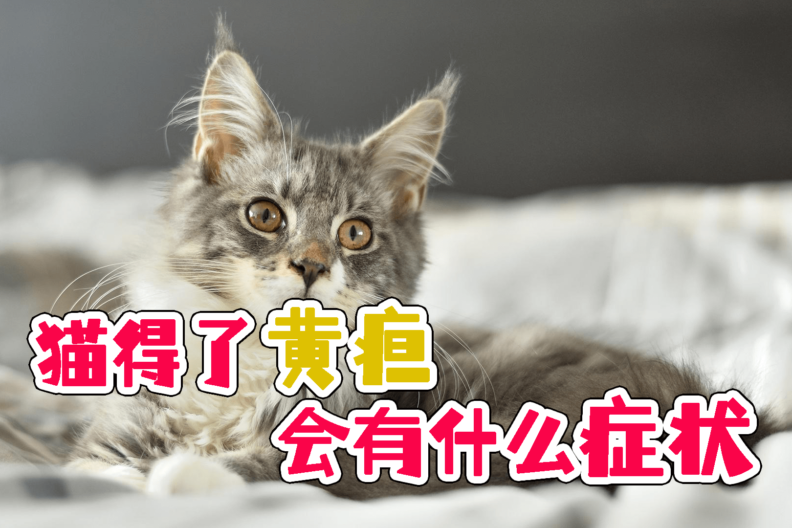 猫得了黄疸会有什么症状