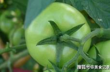 西红柿经20多年的选育和栽培，反而变“难吃”了，是路走偏了吗？