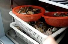 胖哥俩卖隔夜死蟹，消费者该如何选择安全的饮食？