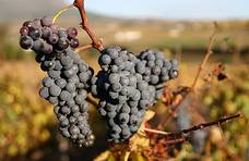 【中喜酒业】国际比诺塔吉日：小众葡萄品种，却是扬名南非的国宝级葡萄！