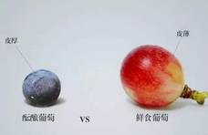 酿酒葡萄 VS 鲜食葡萄，这六大不同点你必须要知道！