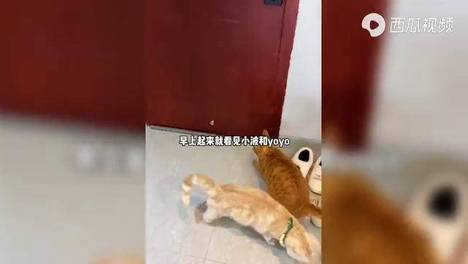 内容配图