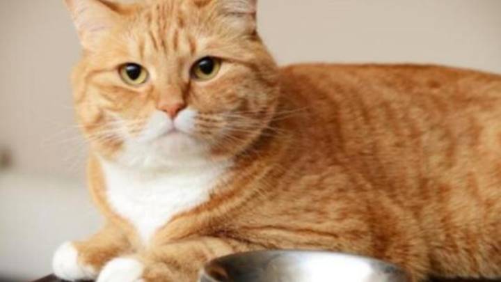 普通的家猫是杂食动物还是肉食动物?