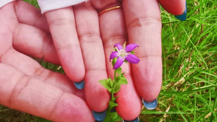 武汉发现外来“植物杀手”异檐花,你知道这种花吗?