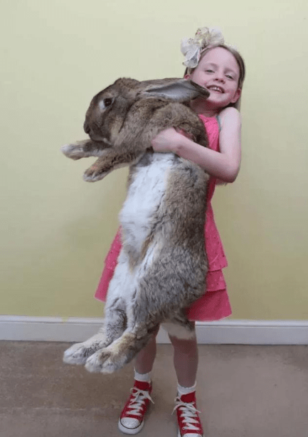 原创世界上最大的兔子失踪了主人重金悬赏寻找它的体型庞大到超乎想象