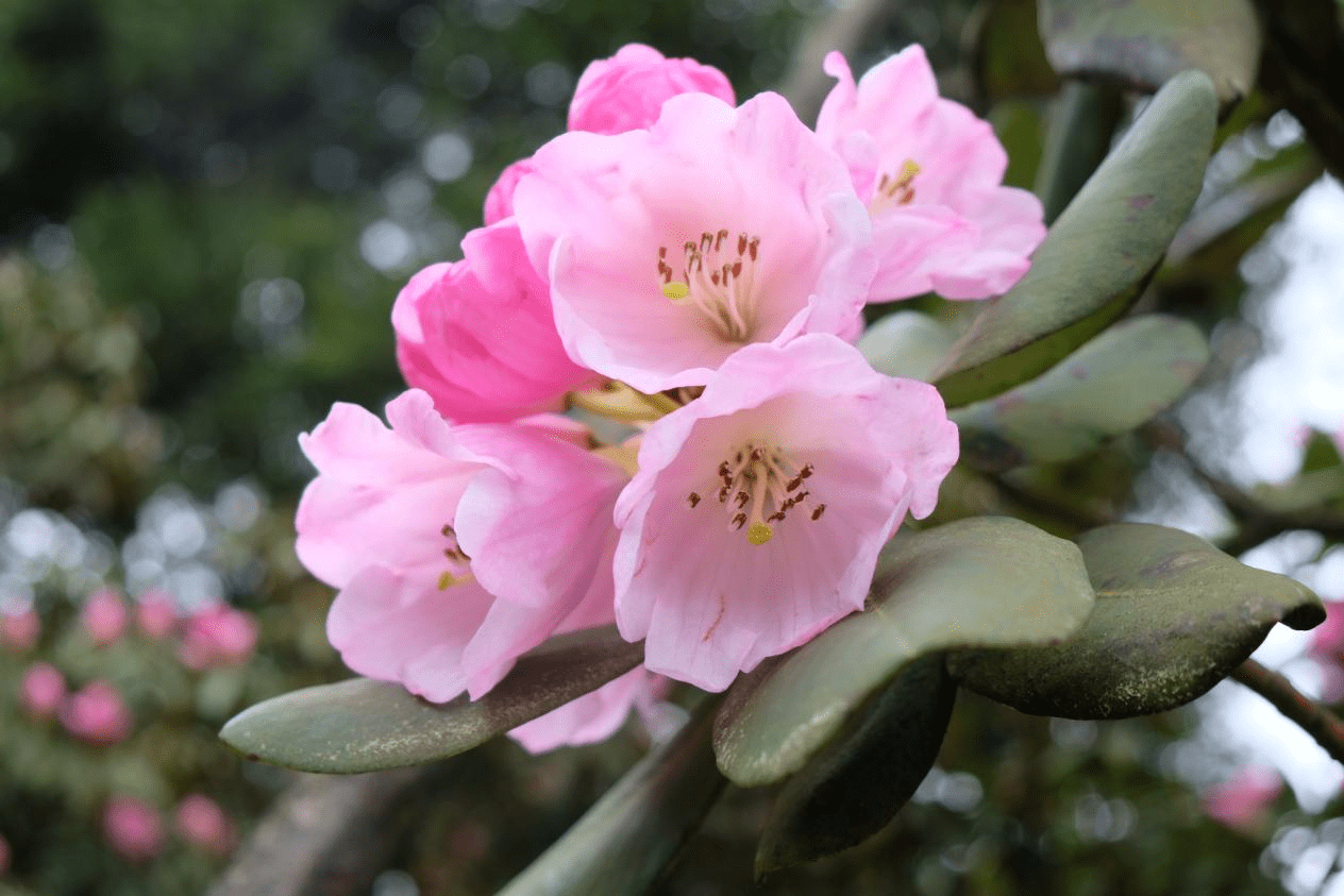 赏花,摄影展,体验汉服……金佛山国际旅游文化节暨第十二届杜鹃花节