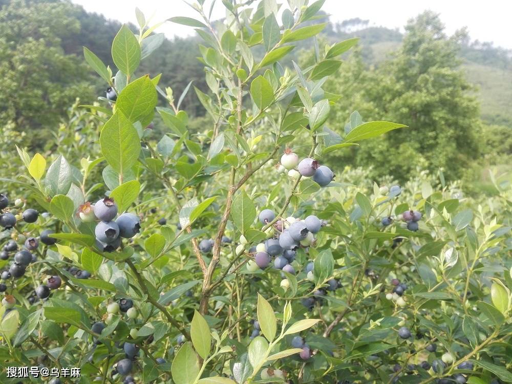 麻江蓝莓:常食蓝莓的十大好处