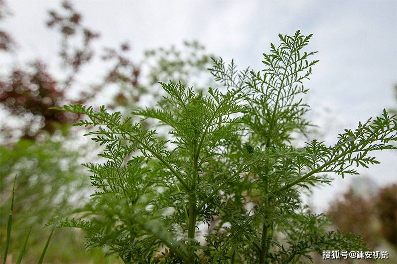 野外田间四月份生长的黄花蒿(麦蒿.