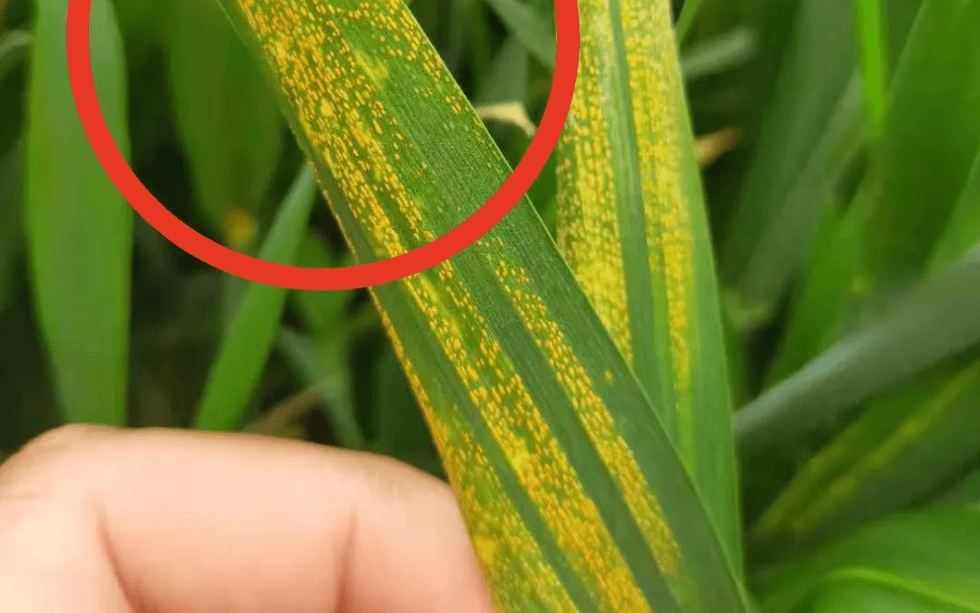 小麦条锈病症状识别  小麦条锈病主要危害小麦的叶片和叶鞘,一旦染病