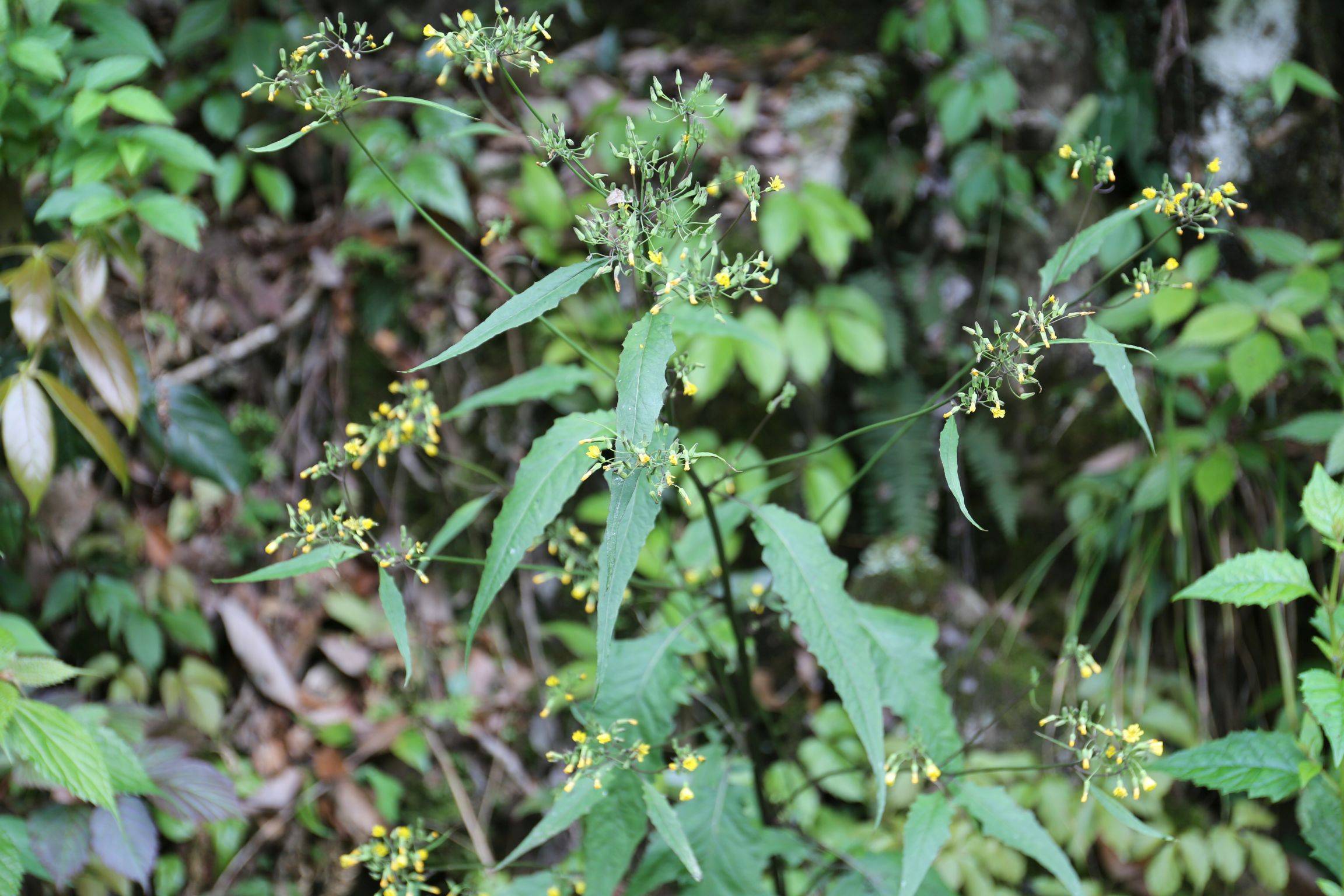 庆元植物1396菊科黄鹌菜属异叶黄鹌菜