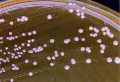京山市植物乳杆菌感官指标检测 活菌数检测