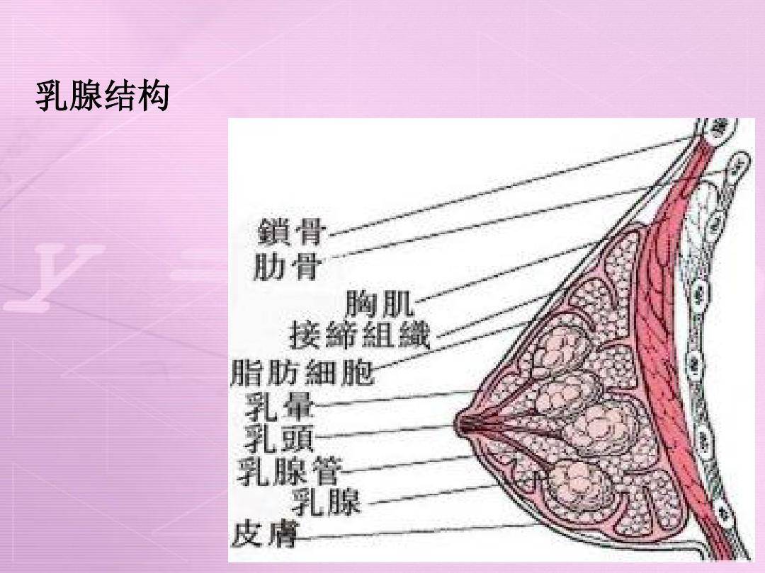 乳腺的分布及功能,你知道多少