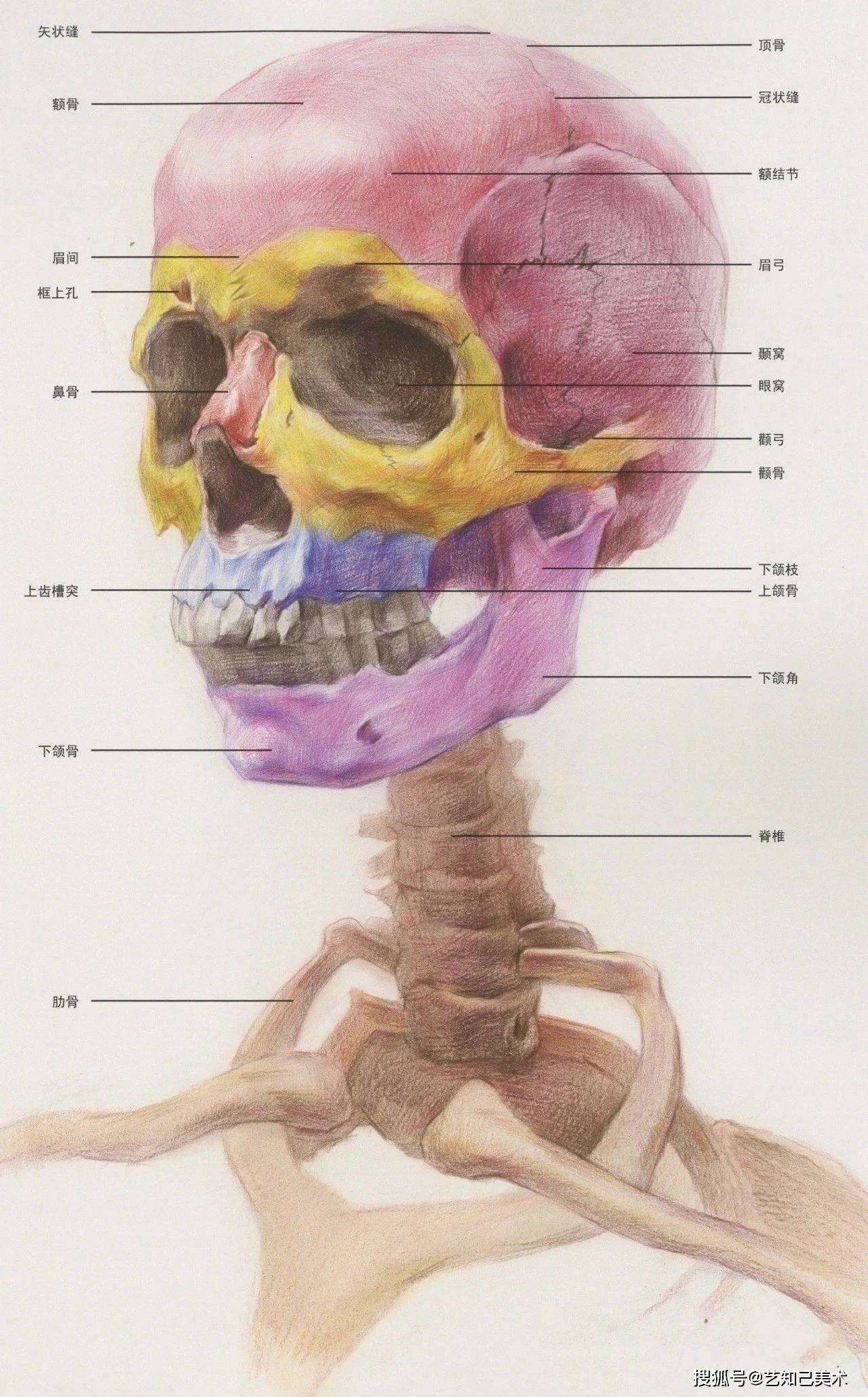 连头部结构都理解不了,怎么画素描头像