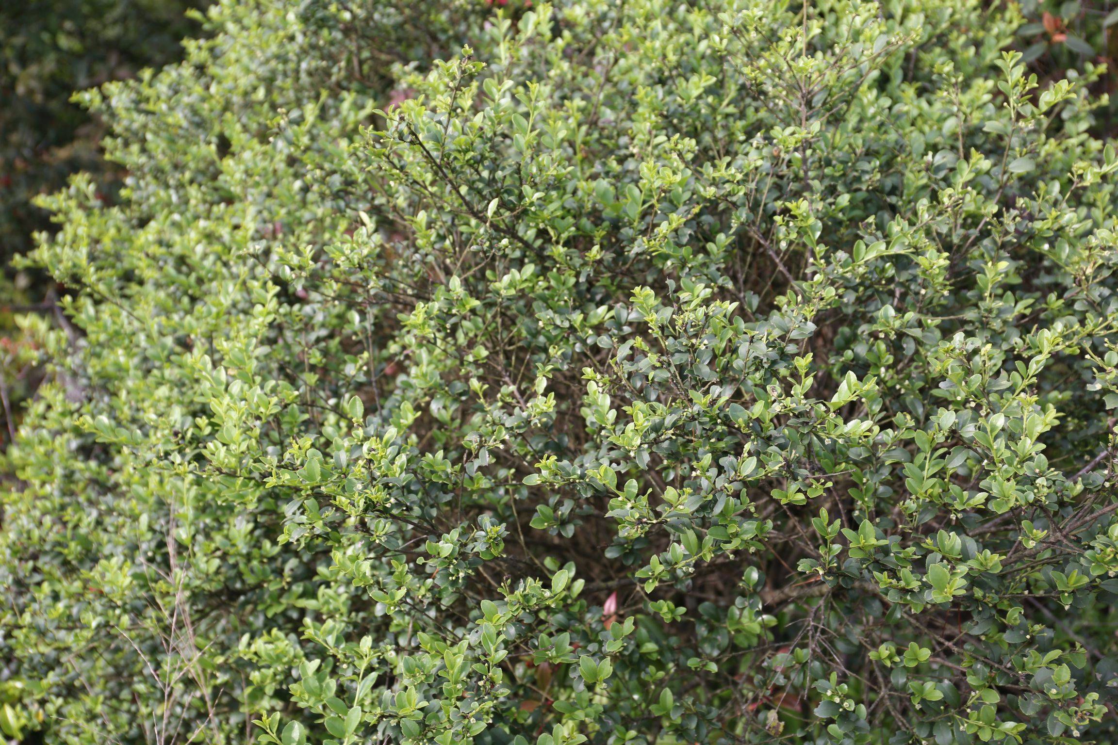 庆元植物1404-冬青科-冬青属-齿叶冬青(原变型)