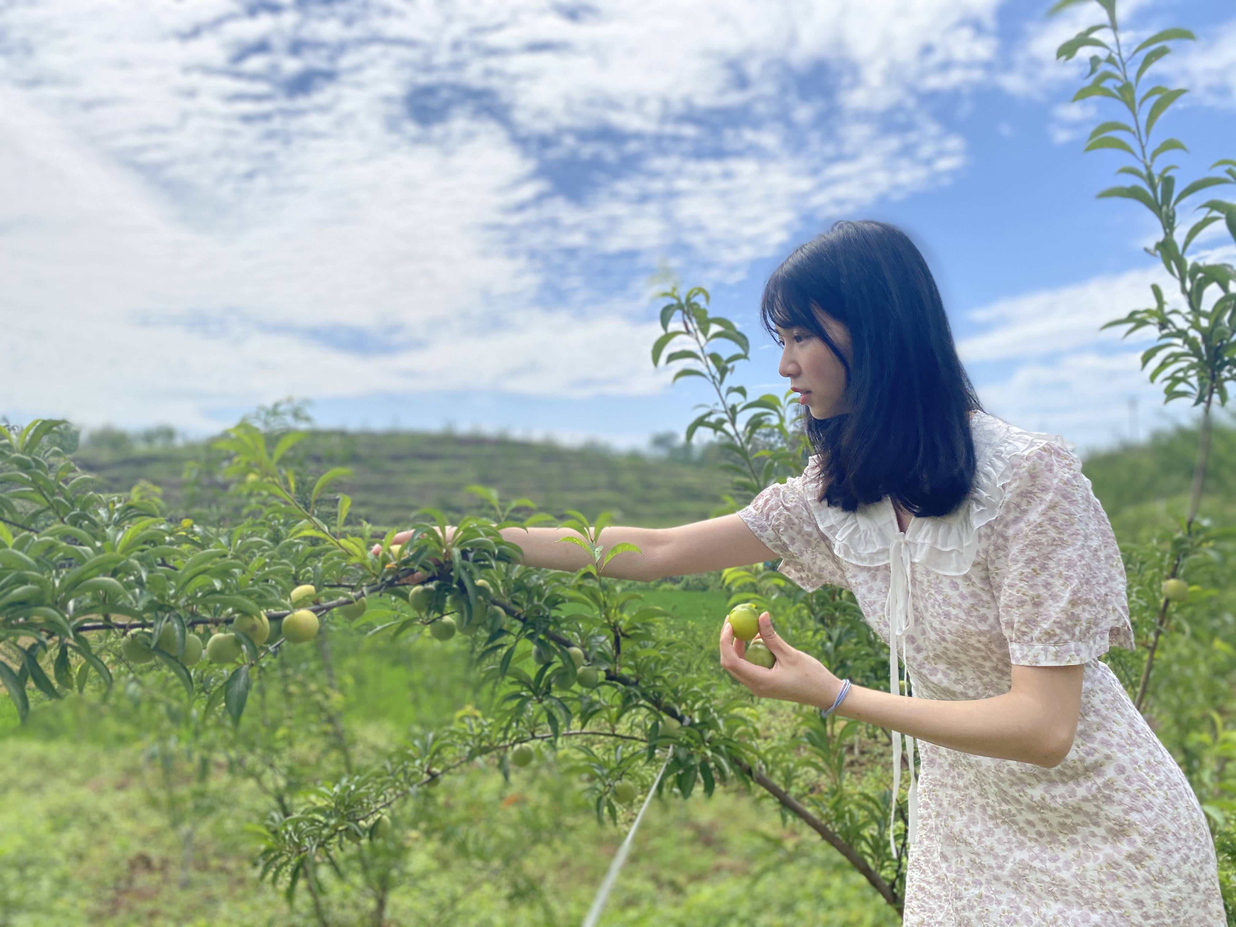 有"李"真甜|铁清镇500亩李子等你来采摘