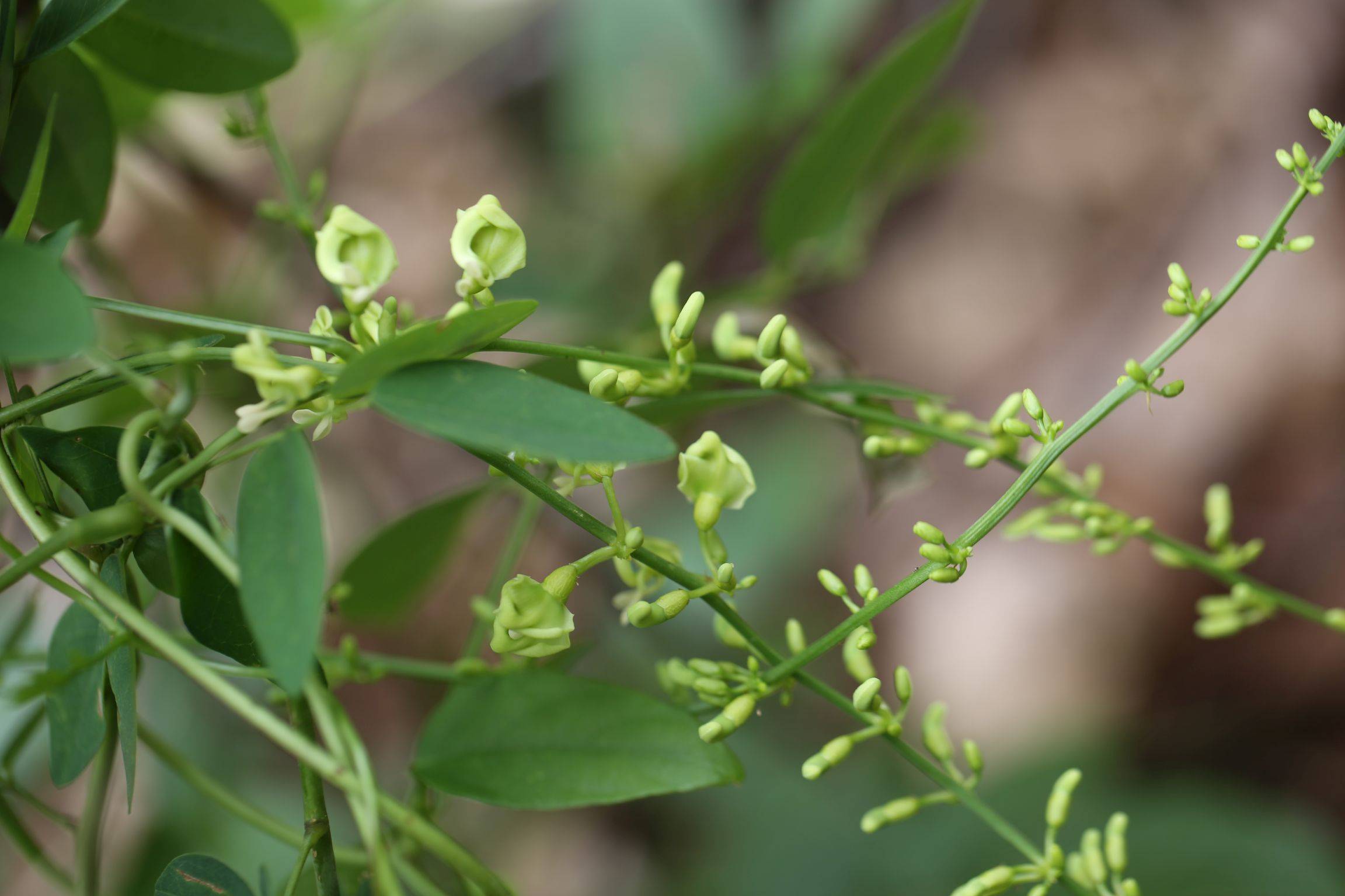 庆元植物1407豆科土圞儿属土圞儿