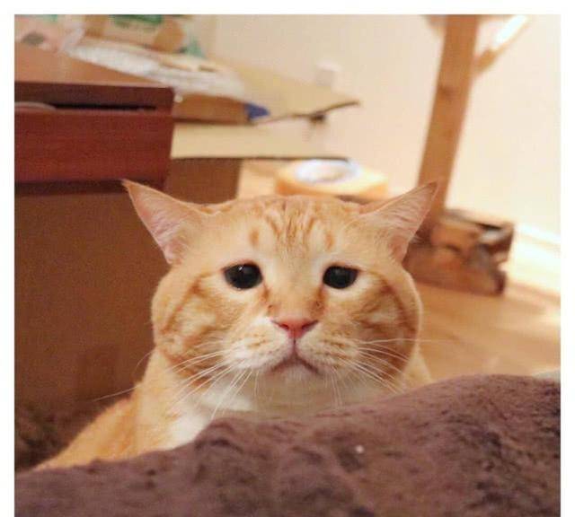有一只橘猫走红网络,胖也就算了,关键是还长着这样一张脸!