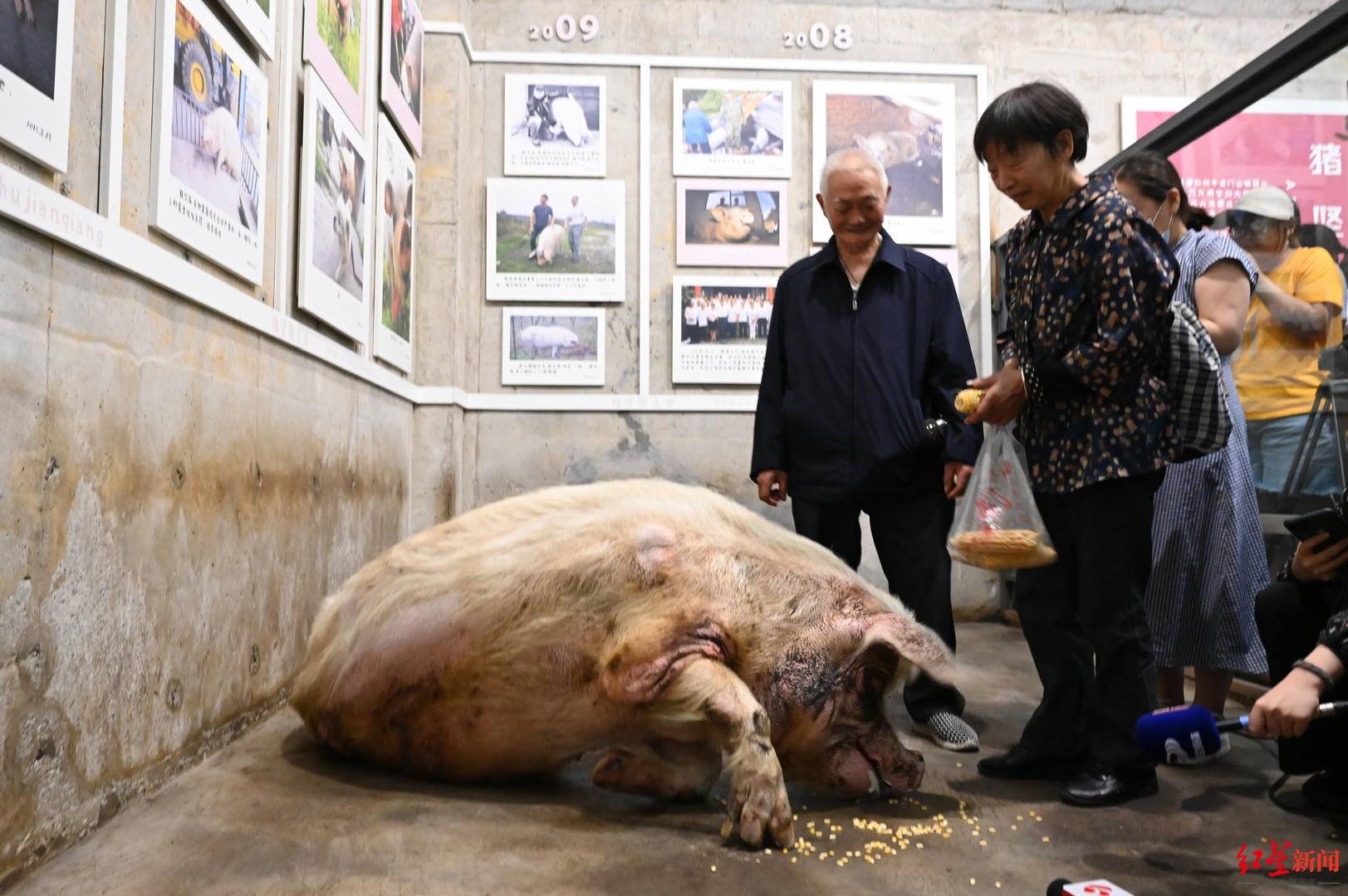 建川博物馆:下一步,"猪坚强"将制成标本