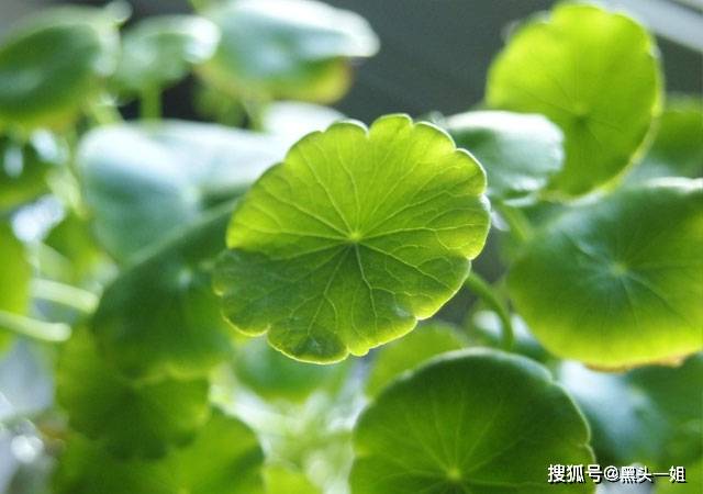 积雪草提取物有什么美容功效?
