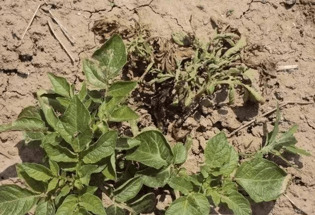 马铃薯病害图谱和防治方案一起送给你,无论种植户还是