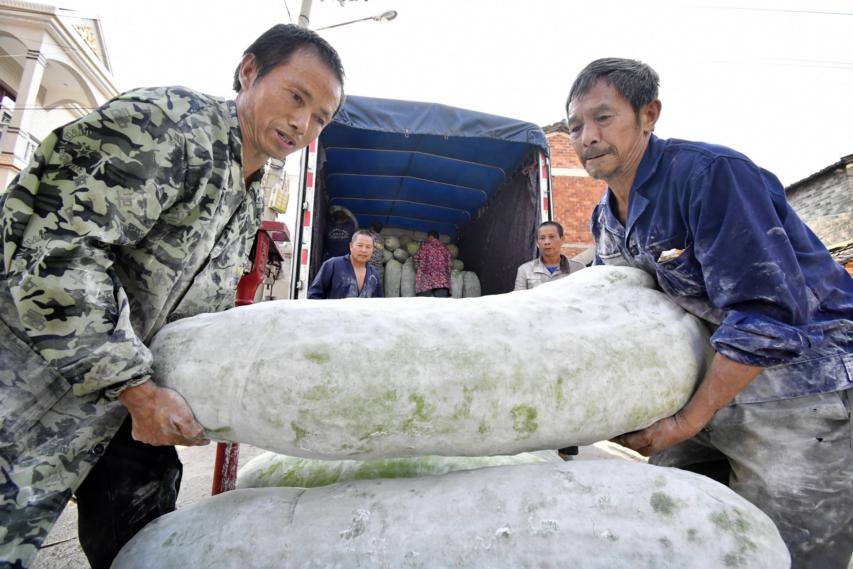江西金溪下陈村:巨型冬瓜产销两旺(组图)