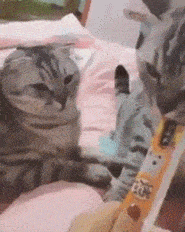 搞笑gif:兄弟,你这样又错失了一个女朋友,单身你值得拥有