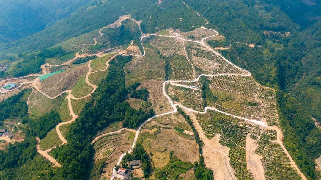 奉节县五马镇做强油茶产业链铺好乡村致富路