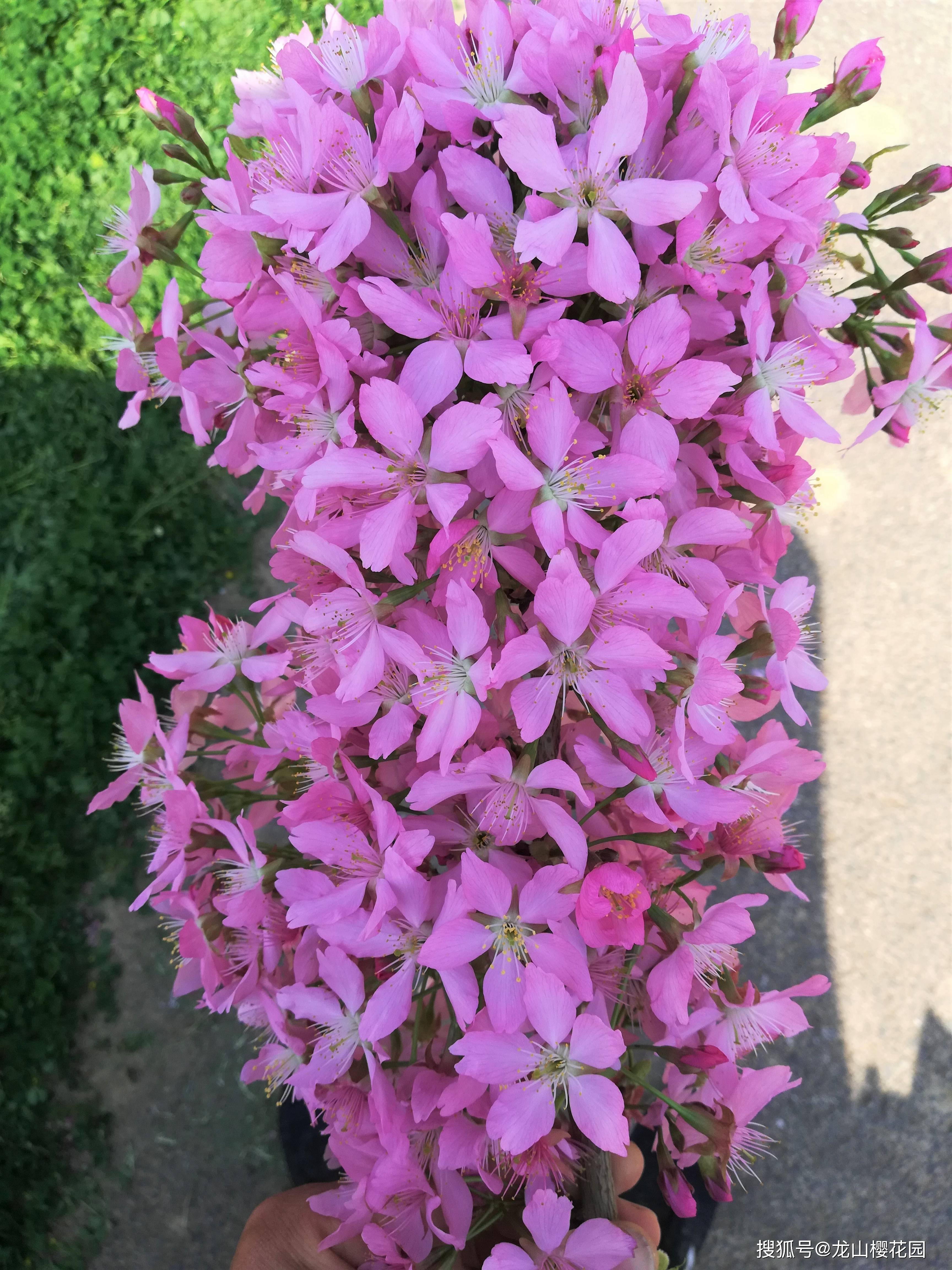 红粉佳人 龙山樱花园