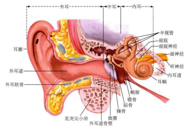 耳朵包括外耳,中耳,内耳.
