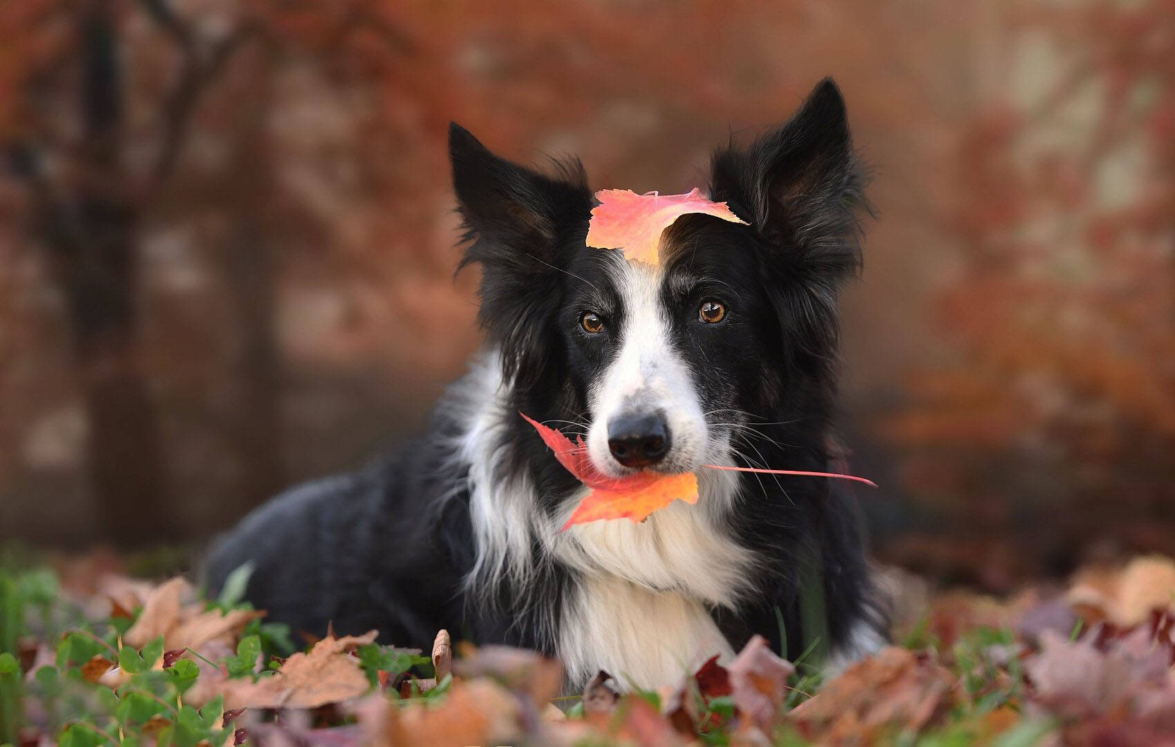 帮朋友照顾狗狗,发现牧羊犬真的有7 8岁的小孩子的智商