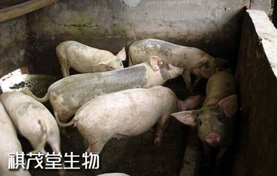 生猪行业涌现出一批年出栏10万头以上的大规模养殖企业