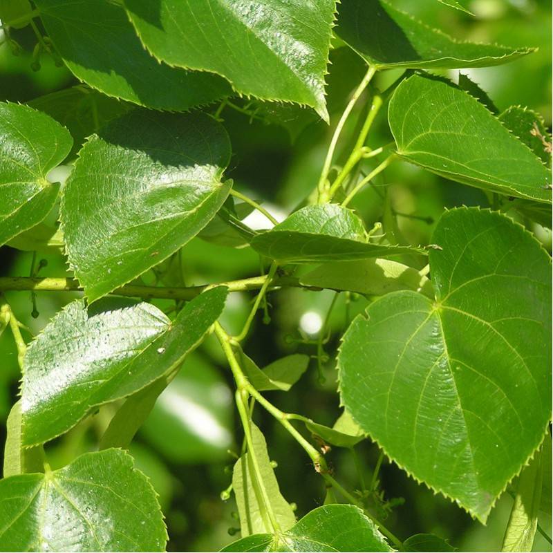 欧洲椴'克里米亚'树叶呈心形至广卵形,基部偏斜.