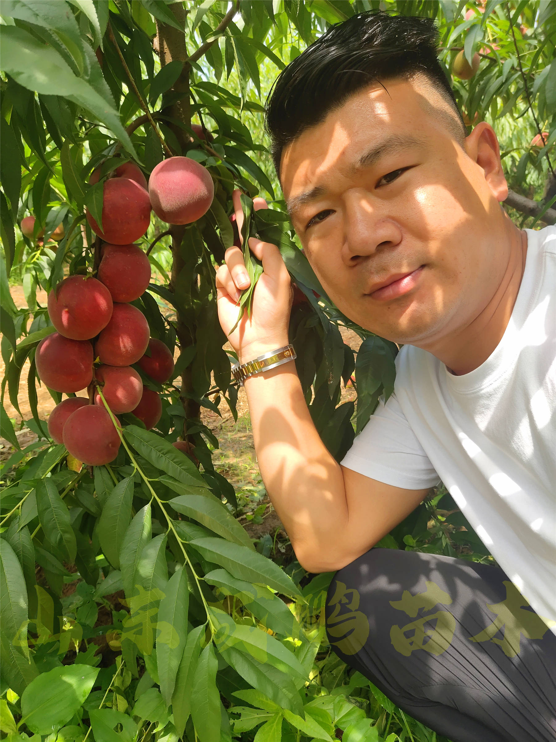 中桃24号红肉离核血桃高清图片