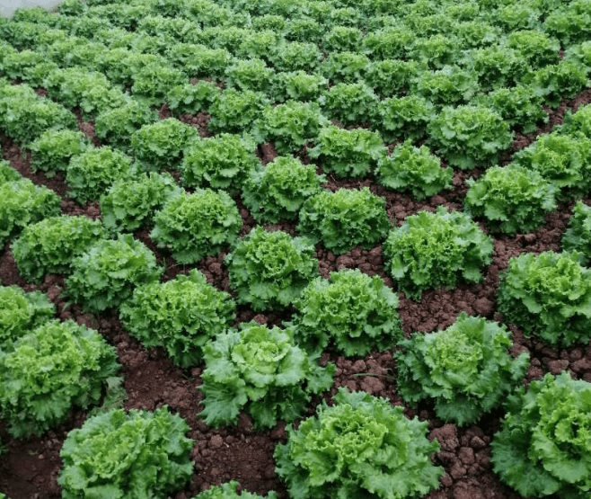 生菜怎么种?附种植技巧