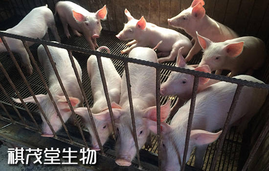 9月浙江养猪新政策:保重点,保优势产能,保种猪,促进生猪稳产稳供稳价!
