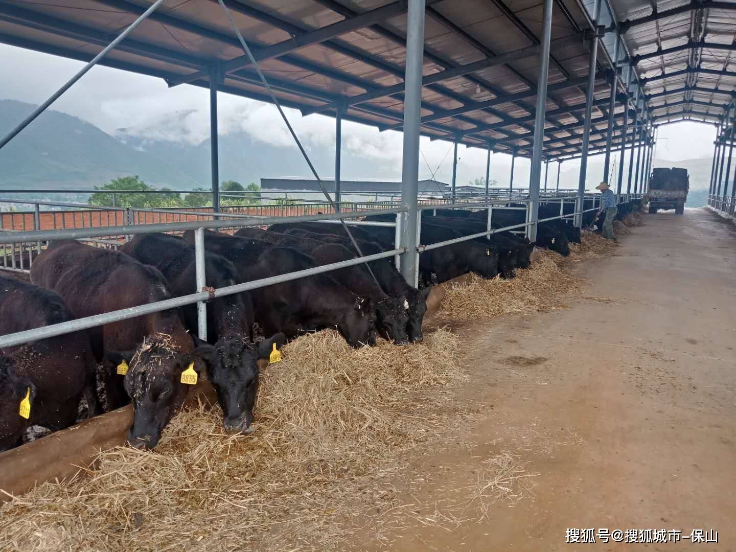 一是培育东方皓月公司肉牛良种繁育基地.