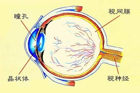 首大聂红平:什么是眼球钝挫伤