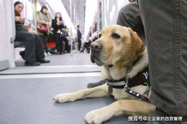 原创带导盲犬住酒店遭拒珠海长隆致歉