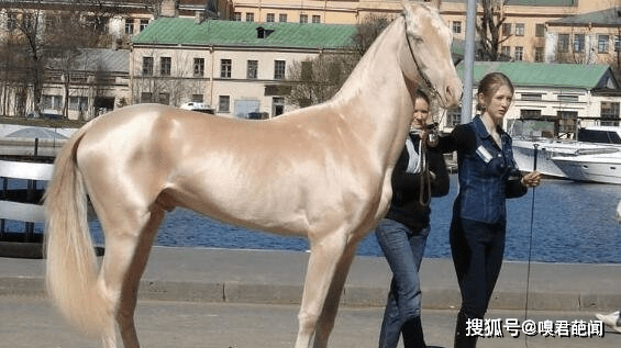 汗血宝马就是阿哈尔捷金马,汗血宝马多少钱一匹(图片)